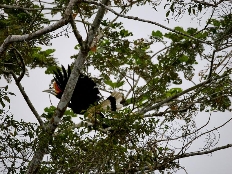Rhinoceros hornbill, Kinabatangan river and Sukau Rainforest Lodge, Sabah, Malaysia