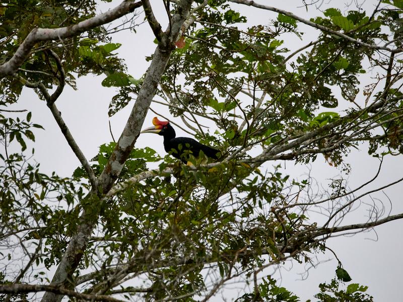 Rhinoceros hornbill, Kinabatangan river and Sukau Rainforest Lodge, Sabah, Malaysia