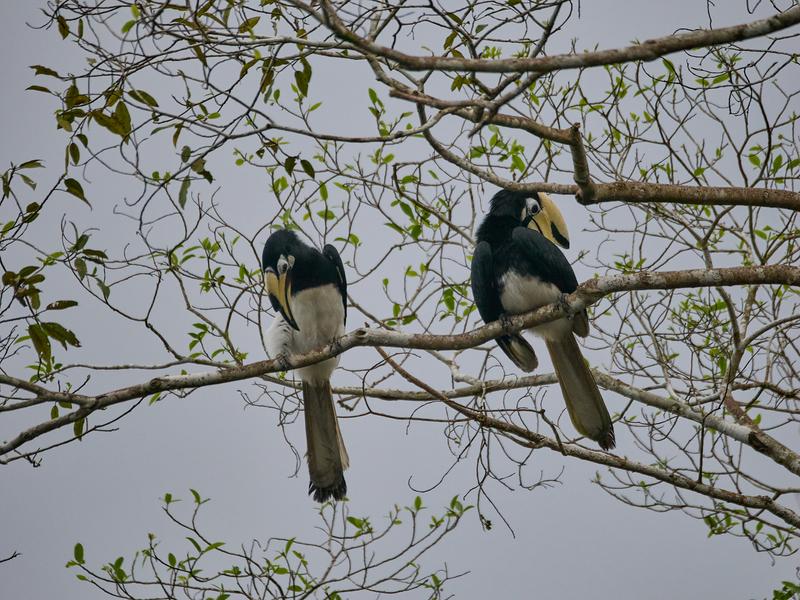 Oriental pied hornbill, Kinabatangan river and Sukau Rainforest Lodge, Sabah, Malaysia