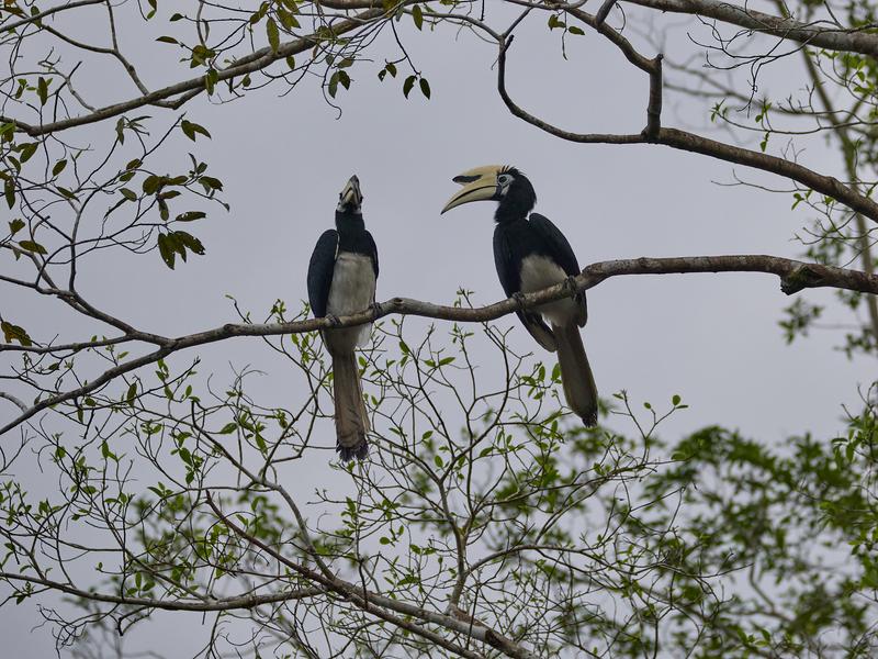 Oriental pied hornbill, Kinabatangan river and Sukau Rainforest Lodge, Sabah, Malaysia