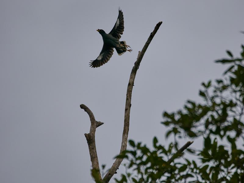 OriJavan Myna, Kinabatangan river and Sukau Rainforest Lodge, Sabah, Malaysia