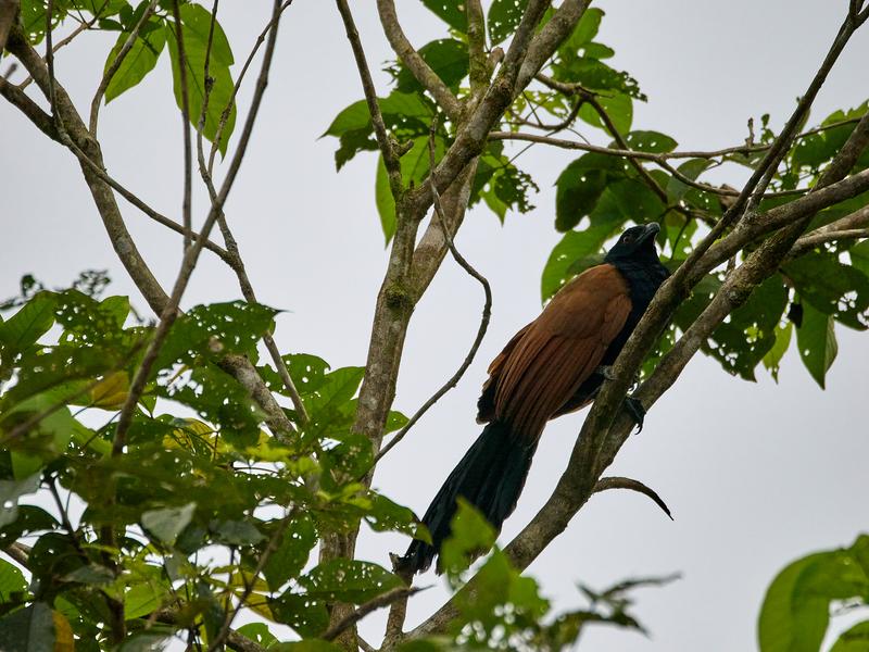 Greater Coucal, Kinabatangan river and Sukau Rainforest Lodge, Sabah, Malaysia