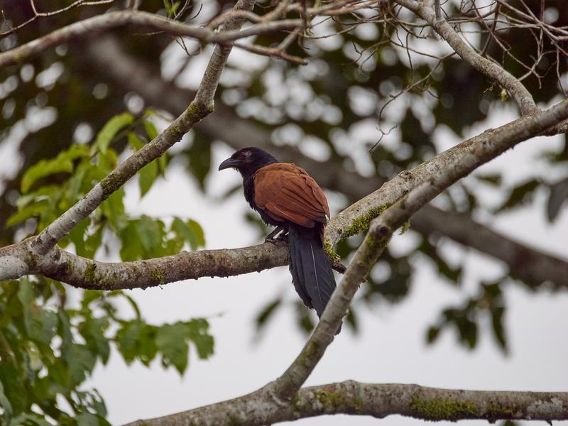 Greater Coucal, Kinabatangan river and Sukau Rainforest Lodge, Sabah, Malaysia