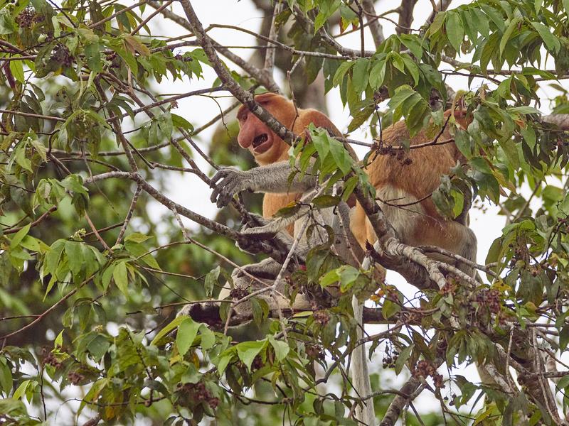 Male Proboscis Monkey, Kinabatangan river and Sukau Rainforest Lodge, Sabah, Malaysia