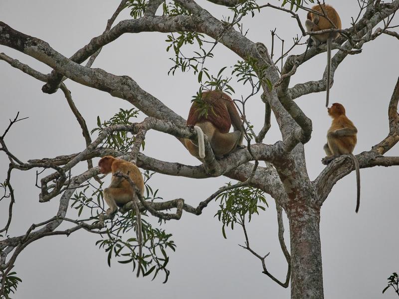 Proboscis Monkeys, Kinabatangan river and Sukau Rainforest Lodge, Sabah, Malaysia
