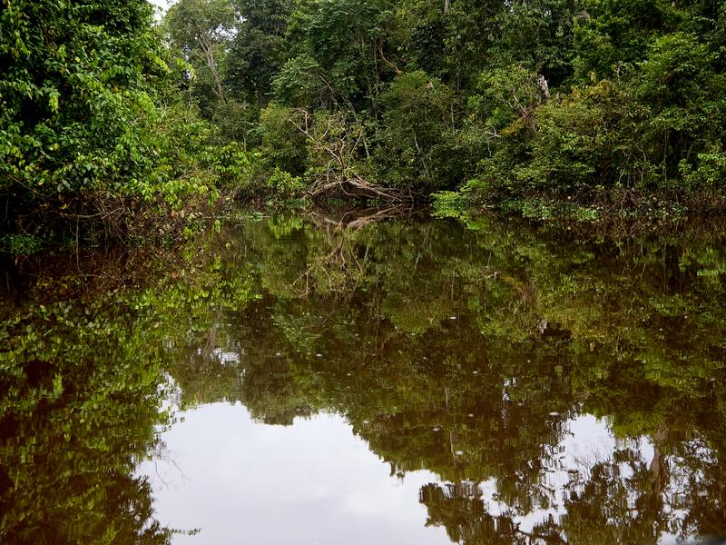 Kinabatangan river reflections, Sabah, Malaysia