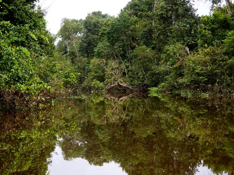 Kinabatangan river reflections, Sabah, Malaysia