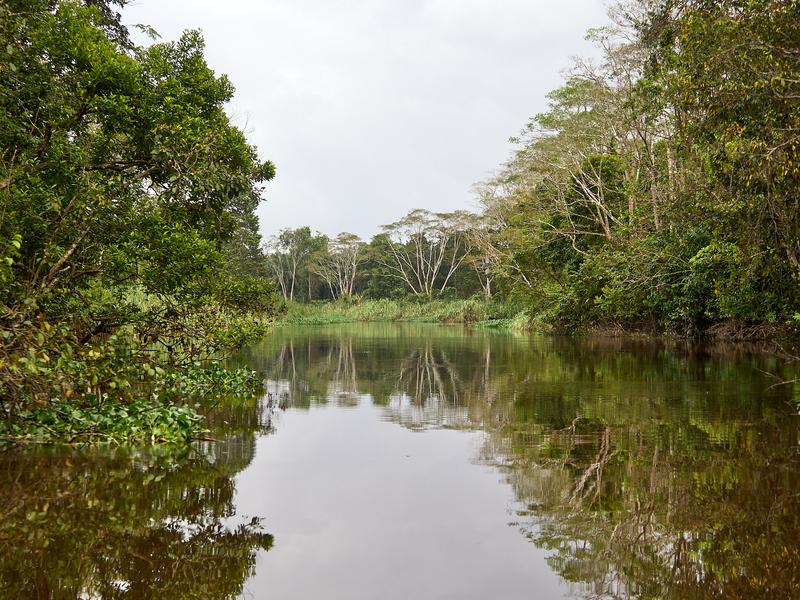 Kinabatangan river reflections, Sabah, Malaysia