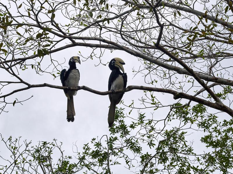 Oriental pied hornbill, Kinabatangan river and Sukau Rainforest Lodge, Sabah, Malaysia