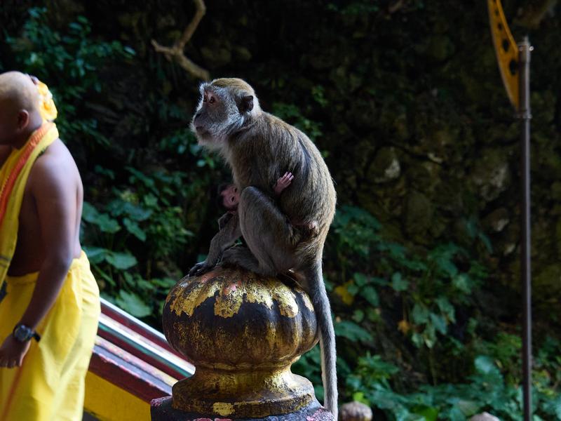 Batu Caves stair monkeys, Kuala Lumpur, Malaysia