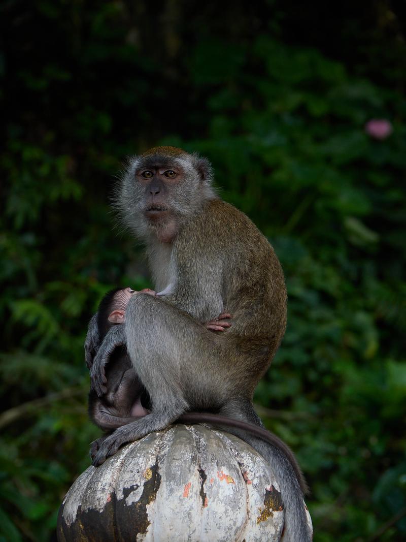 Batu Caves stair monkeys, Kuala Lumpur, Malaysia