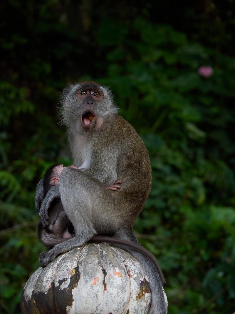 Batu Caves stair monkeys, Kuala Lumpur, Malaysia
