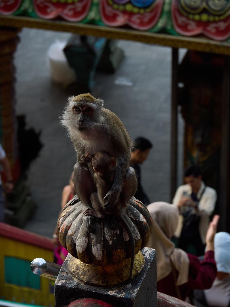 Batu Caves stair monkeys, Kuala Lumpur, Malaysia