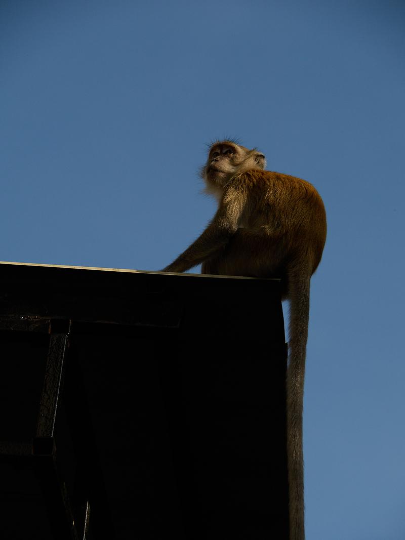 Monkey at the transit station near Batu Caves, Kuala Lumpur, Malaysia
