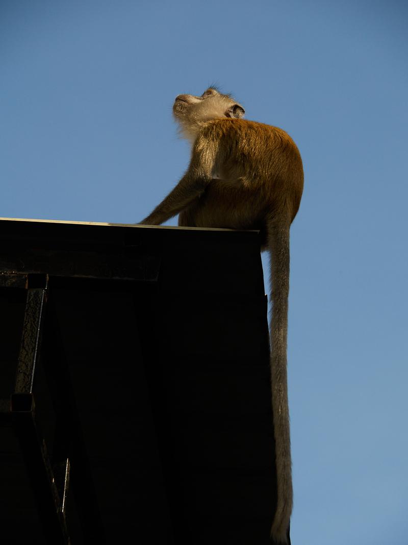 Monkey at the transit station near Batu Caves, Kuala Lumpur, Malaysia