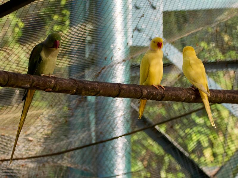 Bird Park, Kuala Lumpur, Malaysia