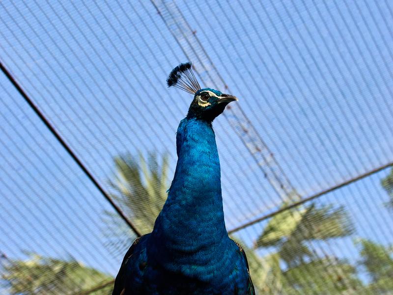 Bird Park, Kuala Lumpur, Malaysia