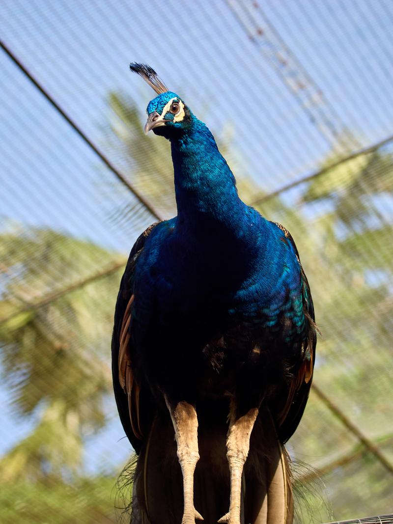 Bird Park, Kuala Lumpur, Malaysia
