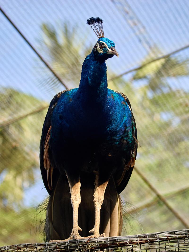 Bird Park, Kuala Lumpur, Malaysia