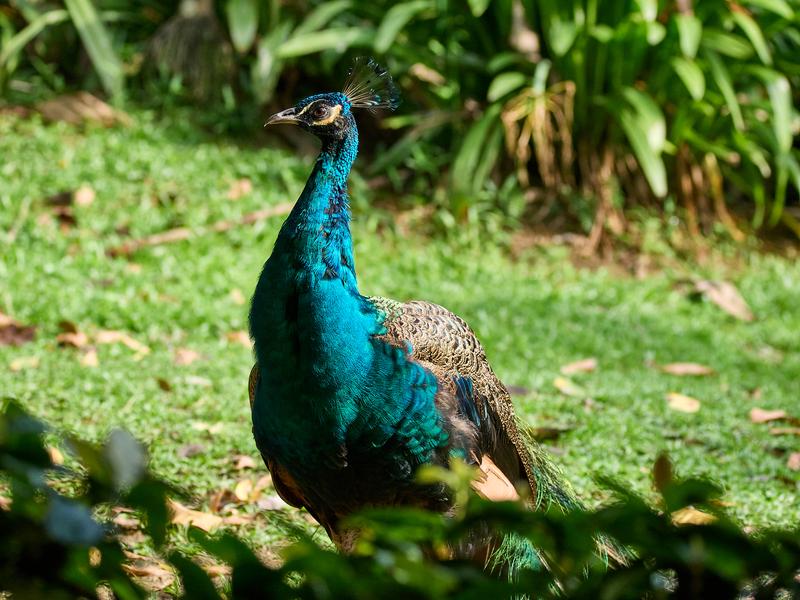 Bird Park, Kuala Lumpur, Malaysia
