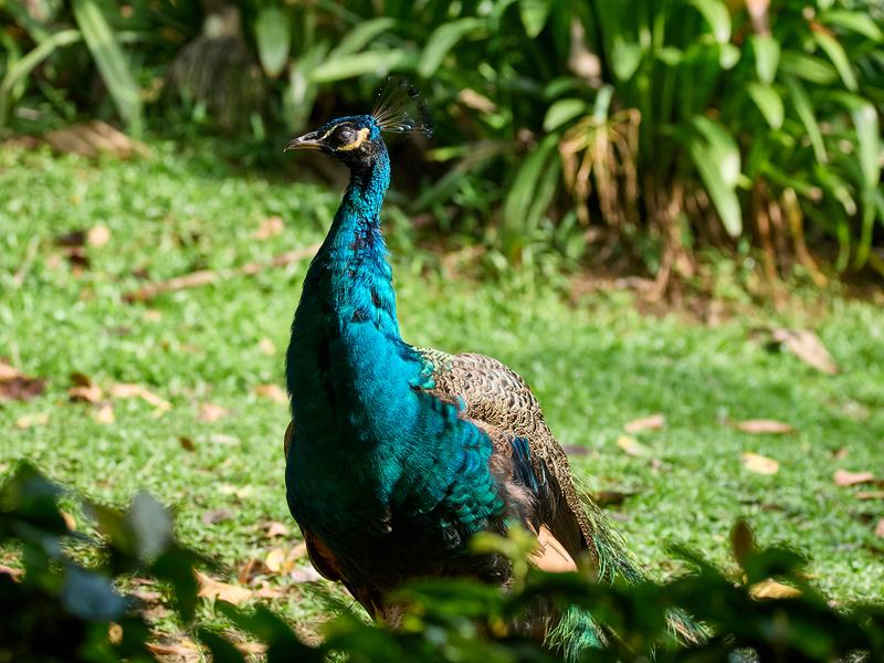 Bird Park, Kuala Lumpur, Malaysia