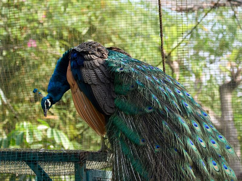 Bird Park, Kuala Lumpur, Malaysia