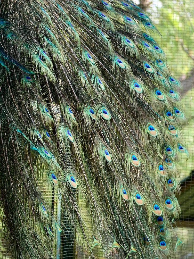Bird Park, Kuala Lumpur, Malaysia