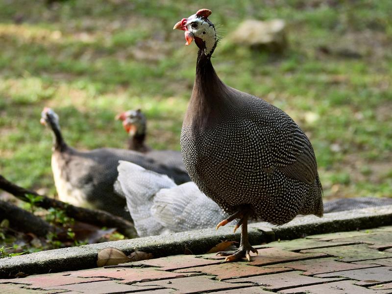 Bird Park, Kuala Lumpur, Malaysia
