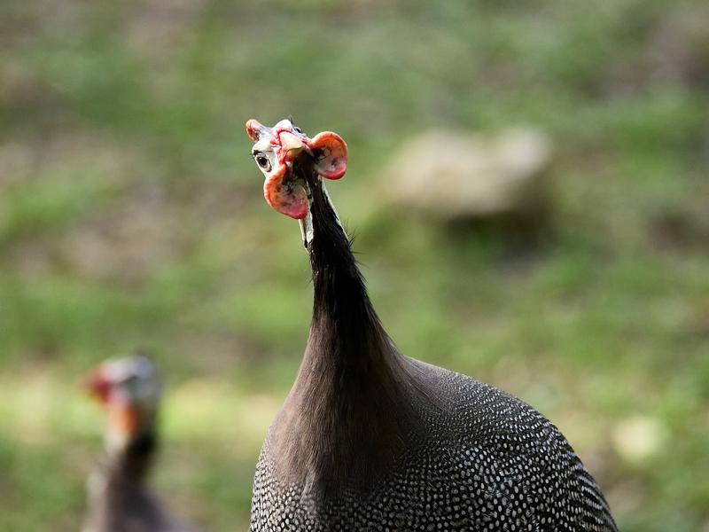 Bird Park, Kuala Lumpur, Malaysia