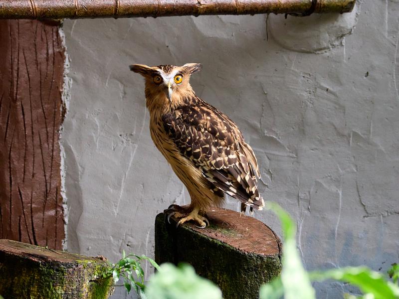 Bird Park, Kuala Lumpur, Malaysia