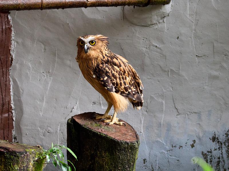 Bird Park, Kuala Lumpur, Malaysia