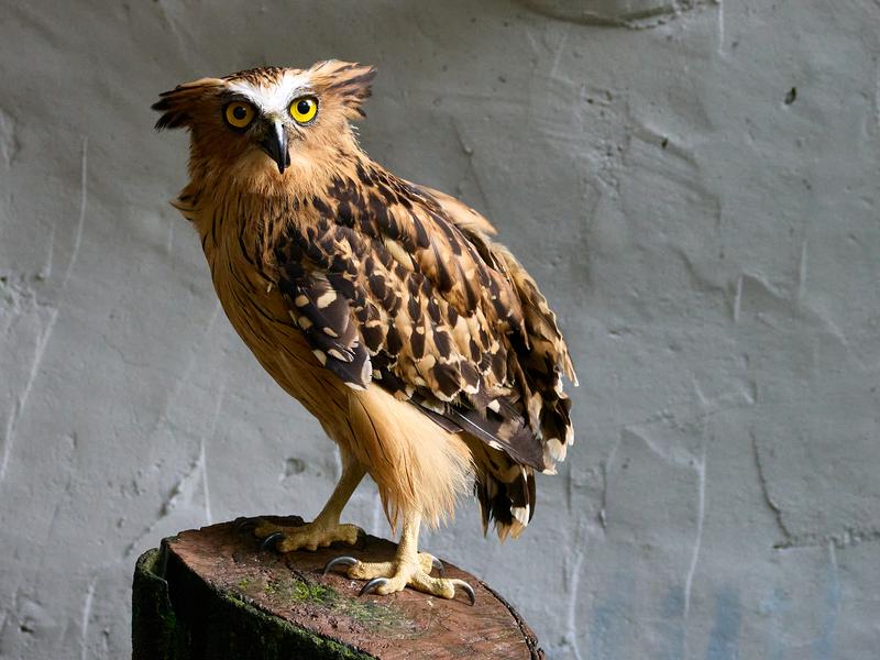 Bird Park, Kuala Lumpur, Malaysia