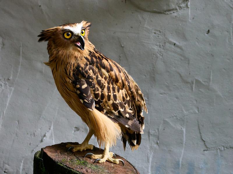 Bird Park, Kuala Lumpur, Malaysia