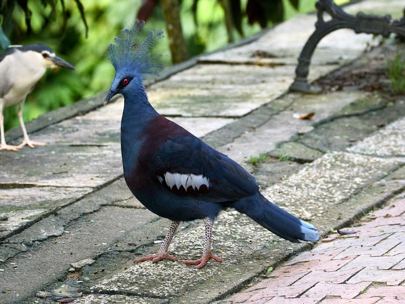 Bird Park, Kuala Lumpur, Malaysia