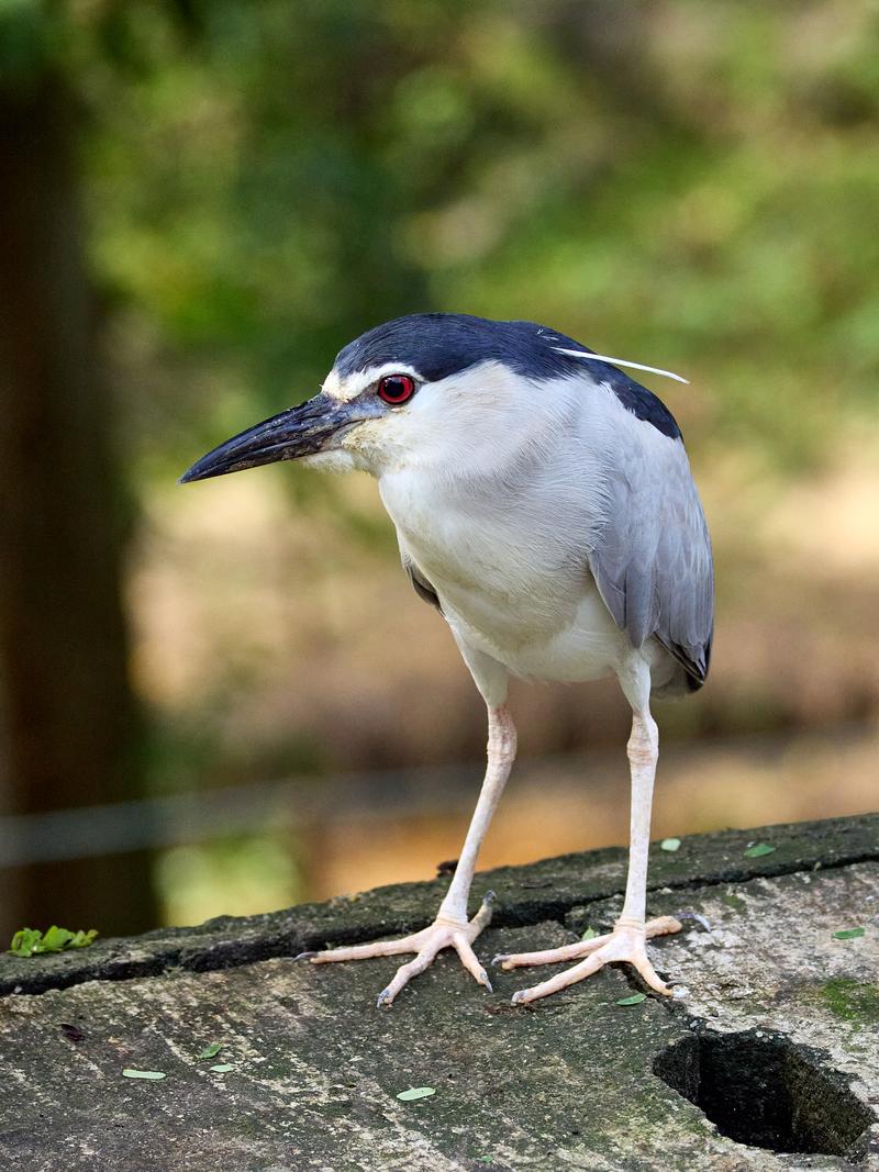 Bird Park, Kuala Lumpur, Malaysia