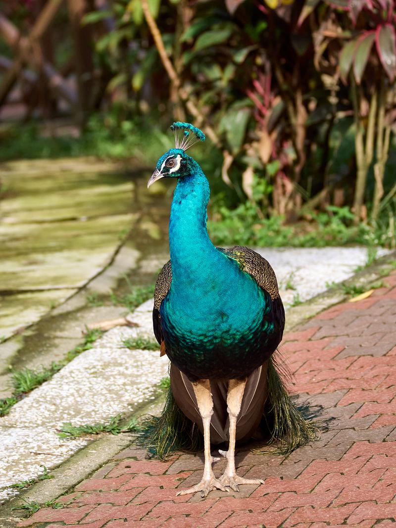 Bird Park, Kuala Lumpur, Malaysia