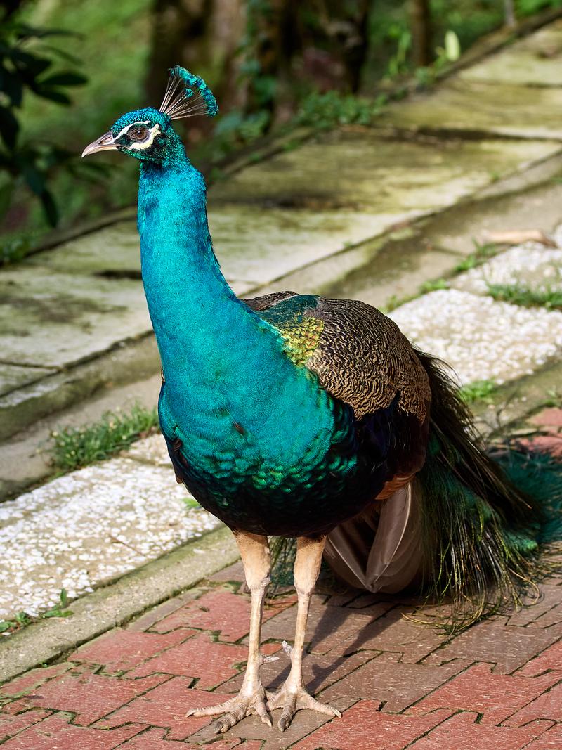 Bird Park, Kuala Lumpur, Malaysia