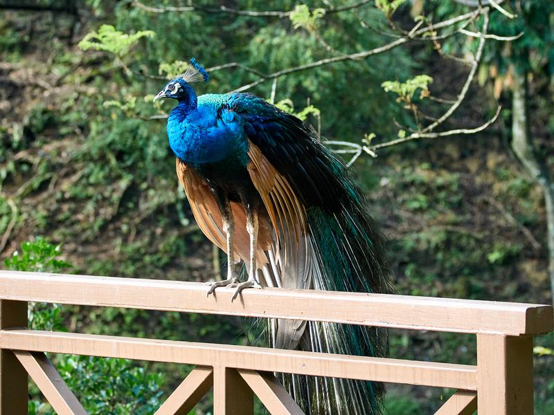 Bird Park, Kuala Lumpur, Malaysia