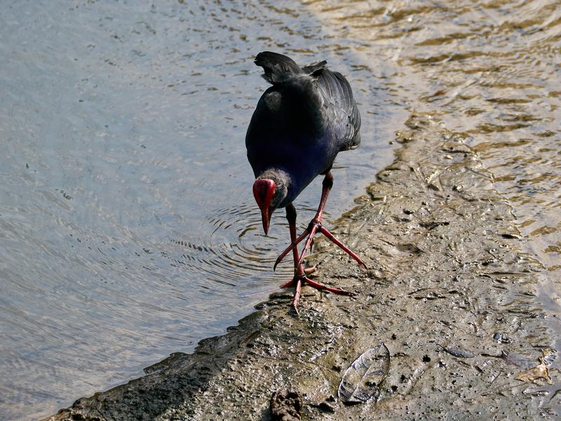 Bird Park, Kuala Lumpur, Malaysia