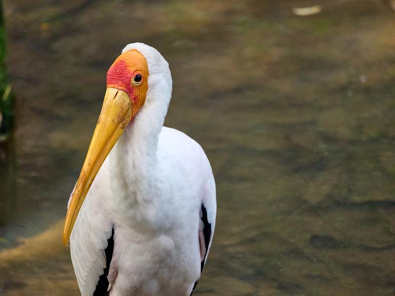 Bird Park, Kuala Lumpur, Malaysia