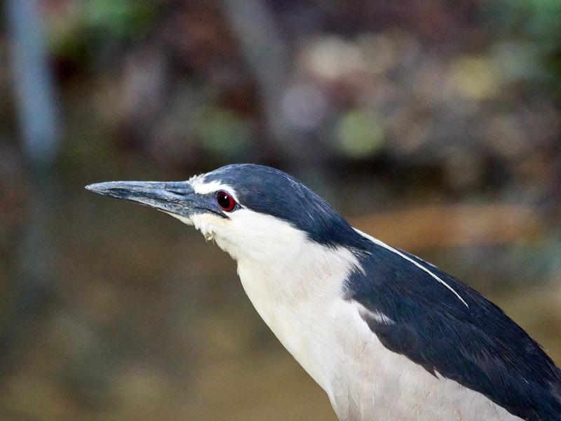 Bird Park, Kuala Lumpur, Malaysia