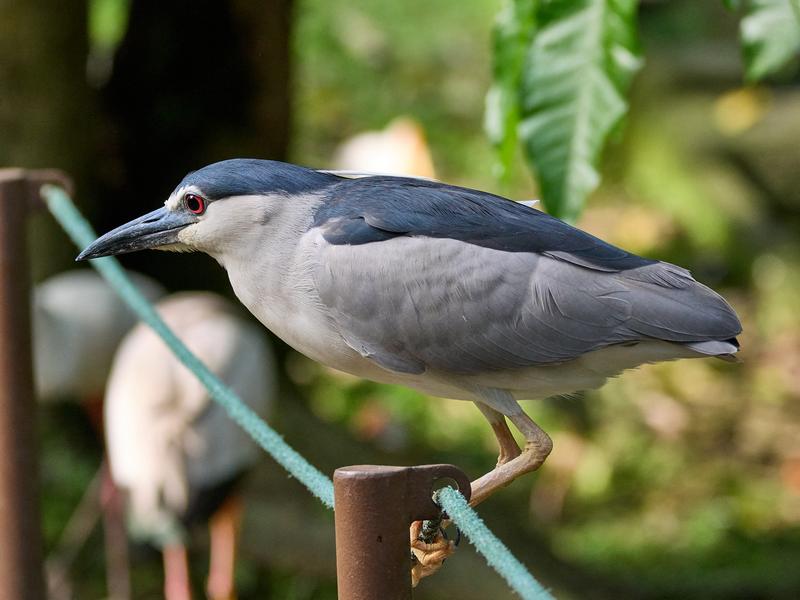 Bird Park, Kuala Lumpur, Malaysia