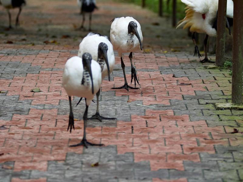 Bird Park, Kuala Lumpur, Malaysia