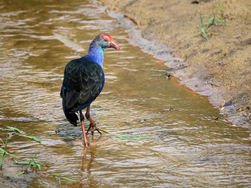 Bird Park, Kuala Lumpur, Malaysia
