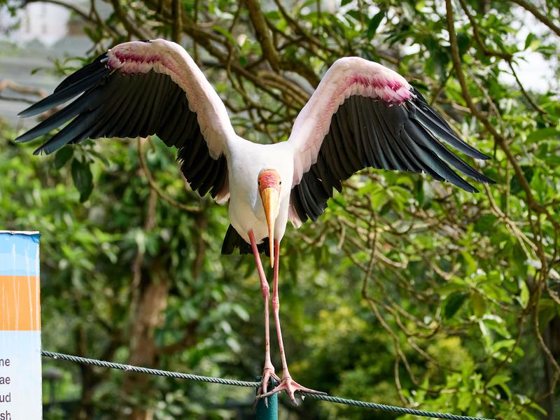 Bird Park, Kuala Lumpur, Malaysia