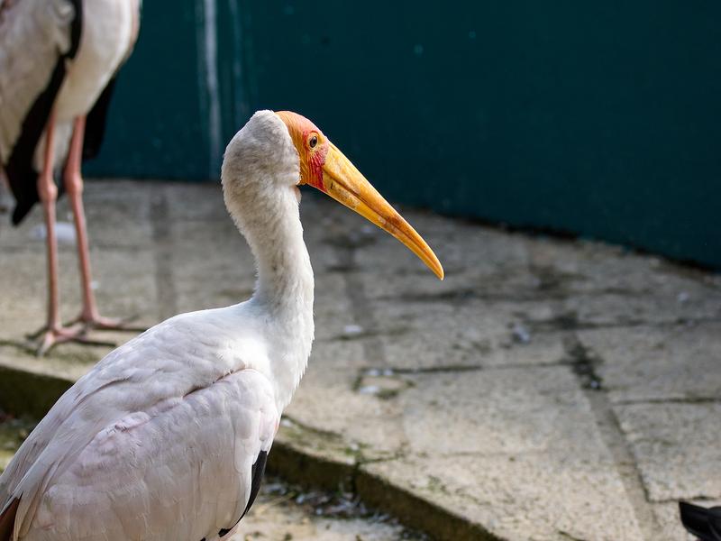 Bird Park, Kuala Lumpur, Malaysia