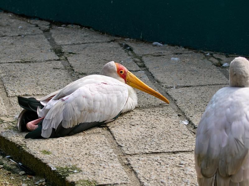 Bird Park, Kuala Lumpur, Malaysia