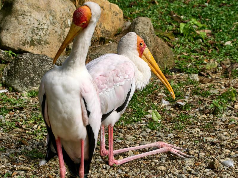 Bird Park, Kuala Lumpur, Malaysia