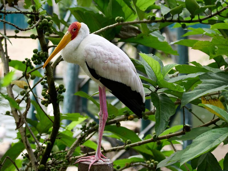 Bird Park, Kuala Lumpur, Malaysia