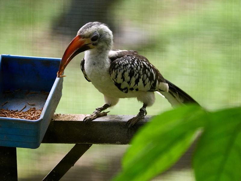 Bird Park, Kuala Lumpur, Malaysia